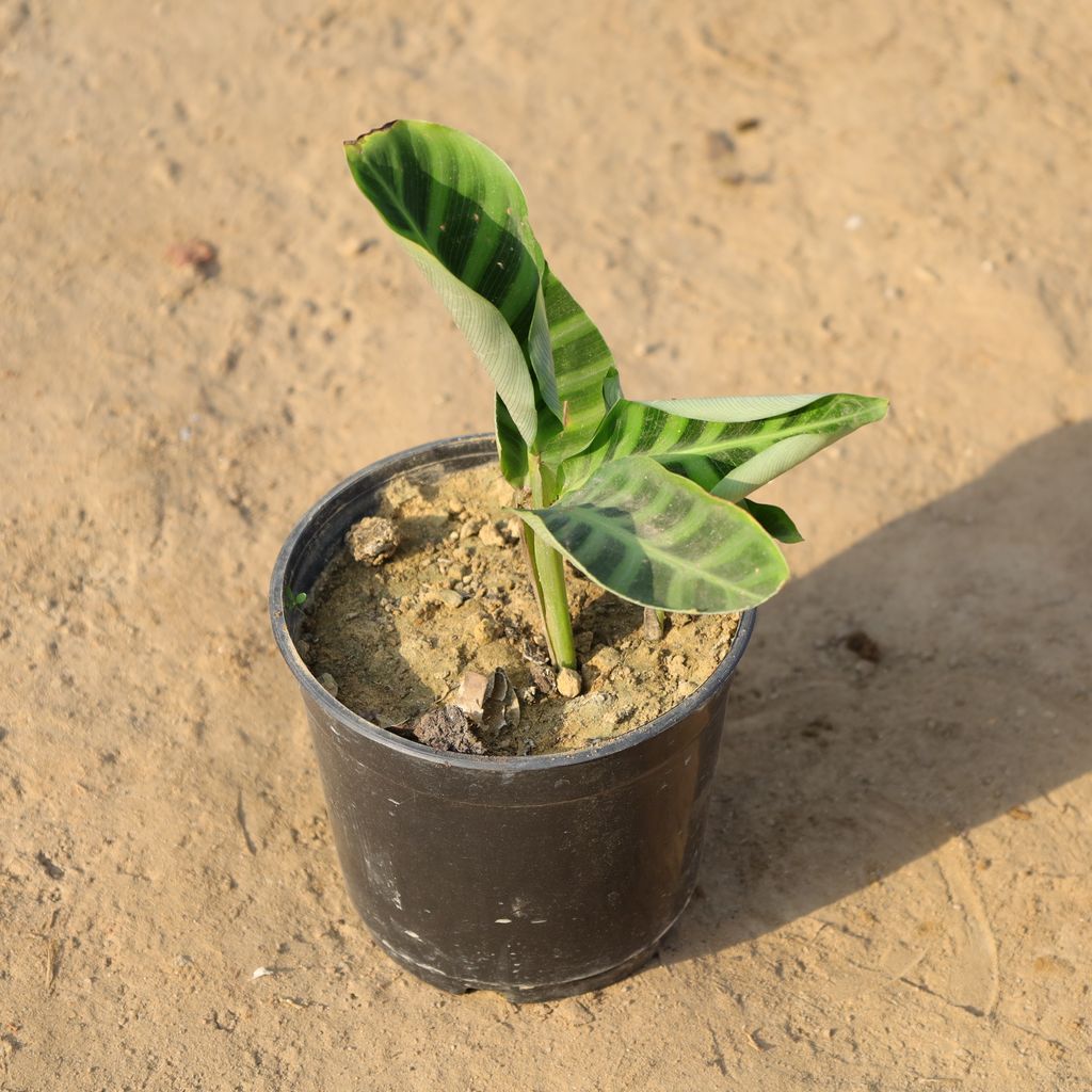 Calathea Maranta / Prayer Plant in 5 Inch Nursery Pot