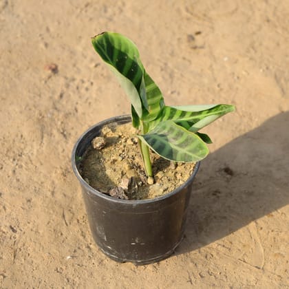 Buy Calathea Maranta / Prayer Plant in 5 Inch Nursery Pot Online | Urvann.com