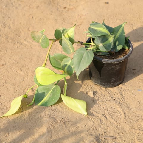 Philodendron Brasil in 4 Inch Nursery Pot