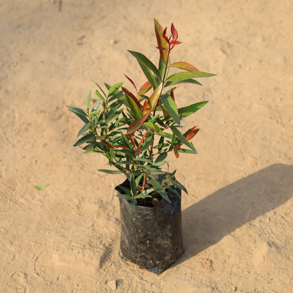 Buy Syzygium / Christina Ficus in 4 Inch Nursery Bag Online | Urvann.com Syzygium / Christina Ficus in 4 Inch Nursery Bag