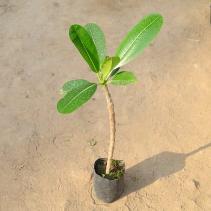 Buy Champa (White) in 4 Inch Nursery Bag Online | Urvann.com