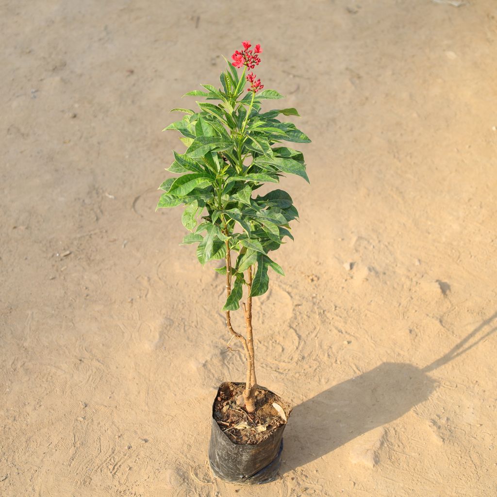 Buy Jatropha / Sunder Rupa in 5 Inch Nursery Bag Online | Urvann.com Jatropha / Sunder Rupa in 5 Inch Nursery Bag