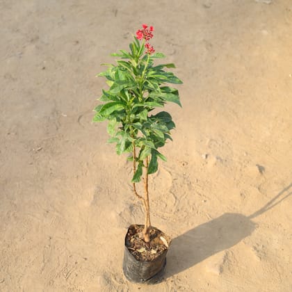 Buy Jatropha / Sunder Rupa in 5 Inch Nursery Bag Online | Urvann.com