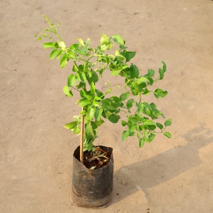 Buy Clematis (Any Colour) in 8 Inch Nursery Bag Online | Urvann.com