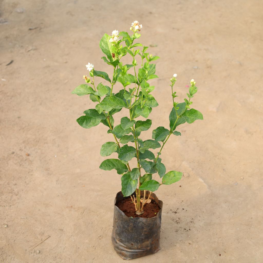 Buy Mogra / Motia Jasmine (Any Colour) in 8 Inch Nursery Bag Online | Urvann.com Mogra / Motia Jasmine all time in 8 Inch Nursery Bag