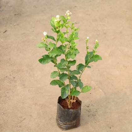 Buy Mogra / Motia Jasmine (Any Colour) in 8 Inch Nursery Bag Online | Urvann.com