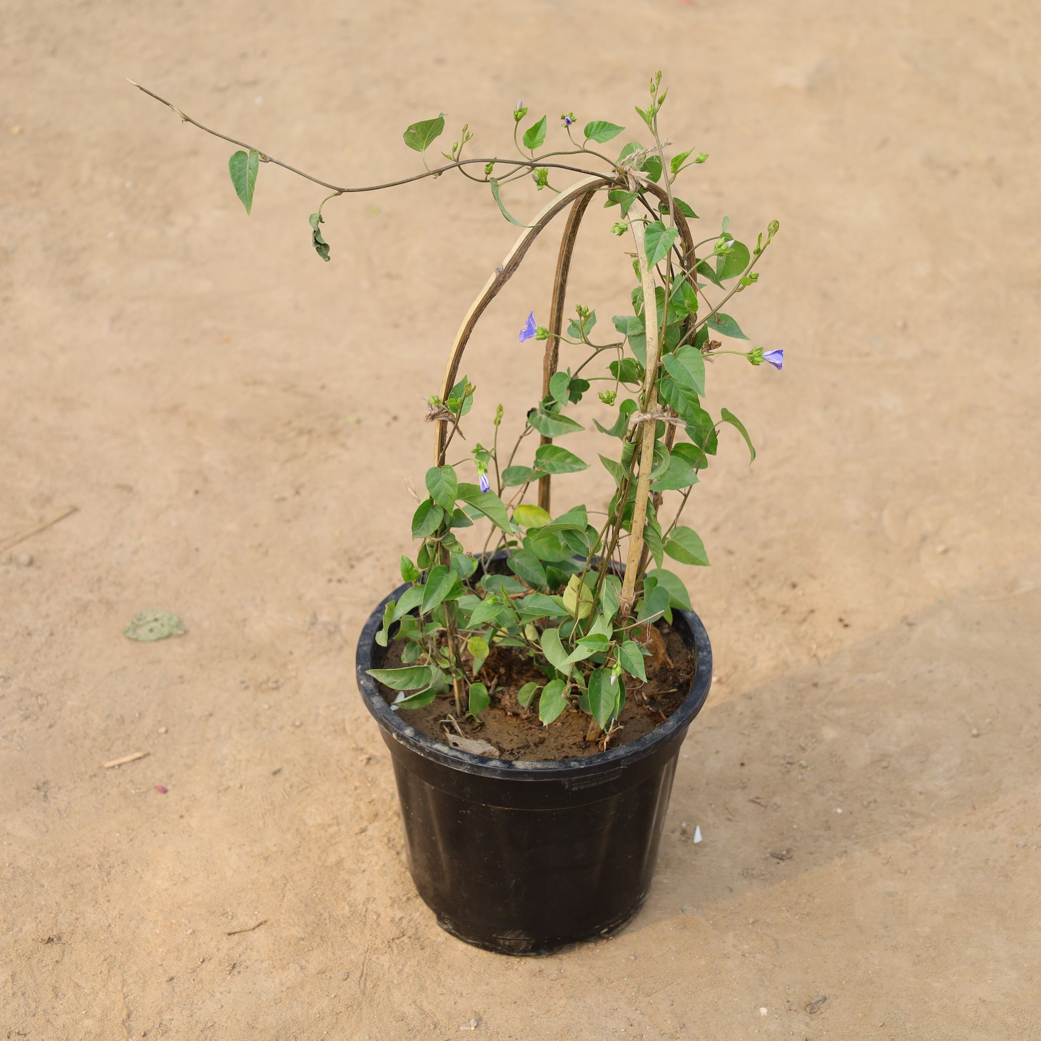 Cluster Vine (Any Colour) in 8 Inch Nursery Pot