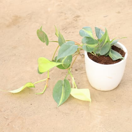 Buy Oxycardium Variegated in 4 Inch Classy White Round Ceramic Pot Online | Urvann.com