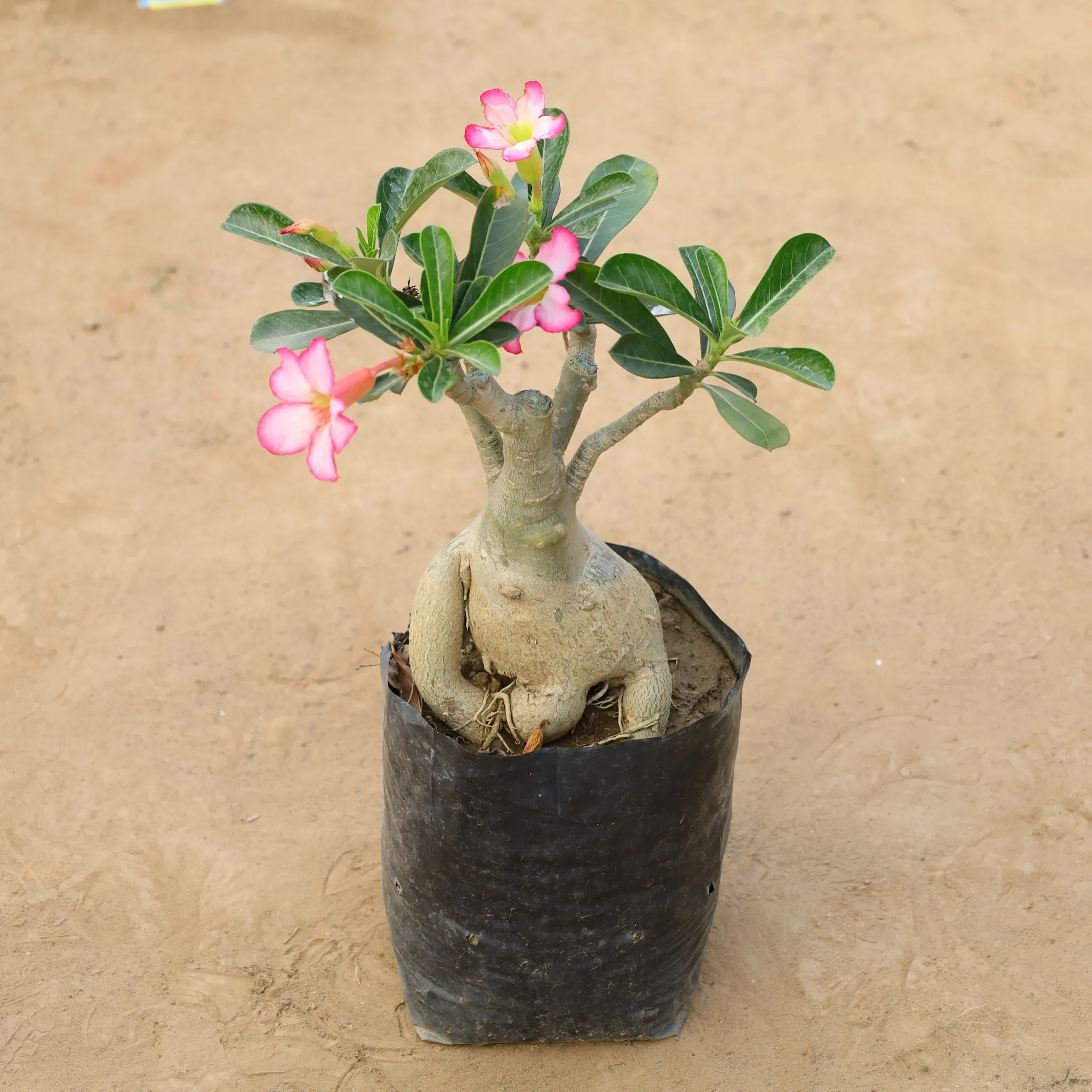 Adenium Bonsai (Any Colour) (6 years old) in 10 Inch Nursery Bag