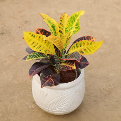 Buy Croton Petra in 8 Inch Handcrafted Matka Shaped Ceramic Pot (Any Colour) Online | Urvann.com