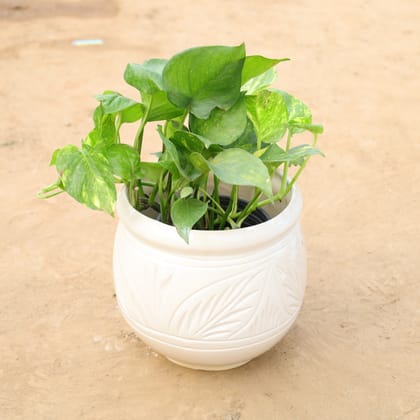 Buy Money Plant Green in 8 Inch Handcrafted Matka Shaped Ceramic Pot (Any Colour) Online | Urvann.com