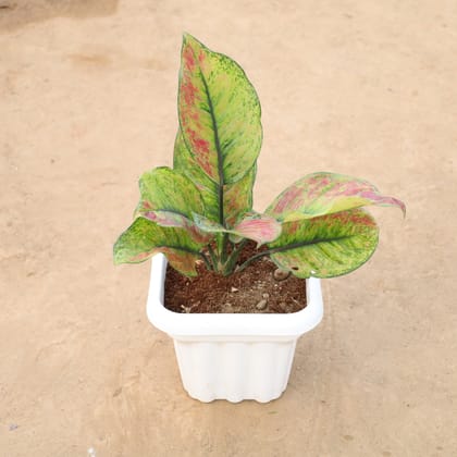 Buy Aglaonema Night Sparkle in 8 Inch White Heavy Square Plastic Pot Online | Urvann.com
