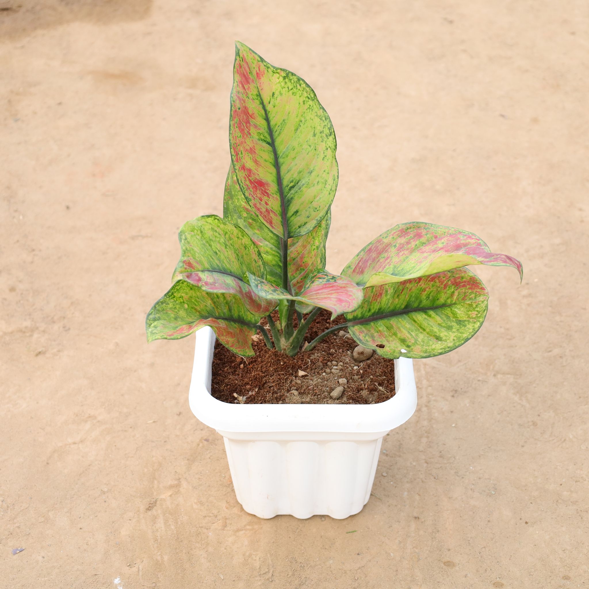 Aglaonema Night Sparkle in 8 Inch White Heavy Square Plastic Pot