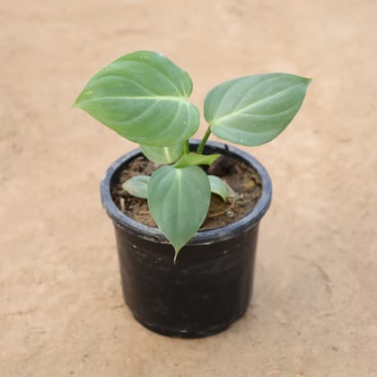 Buy Philodendron Gloriosum in 4 Inch Nursery Pot Online | Urvann.com