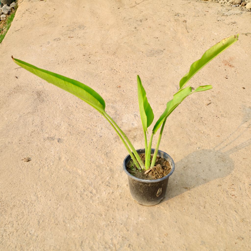 Buy Traveller Palm (2 Ft) in 10 Inch Nursery Pot Online | Urvann.com Traveller Palm (2 Ft) in 10 Inch Nursery Pot