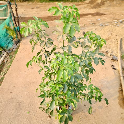 Schefflera Bonzai in 10 Inch Nursery Bag