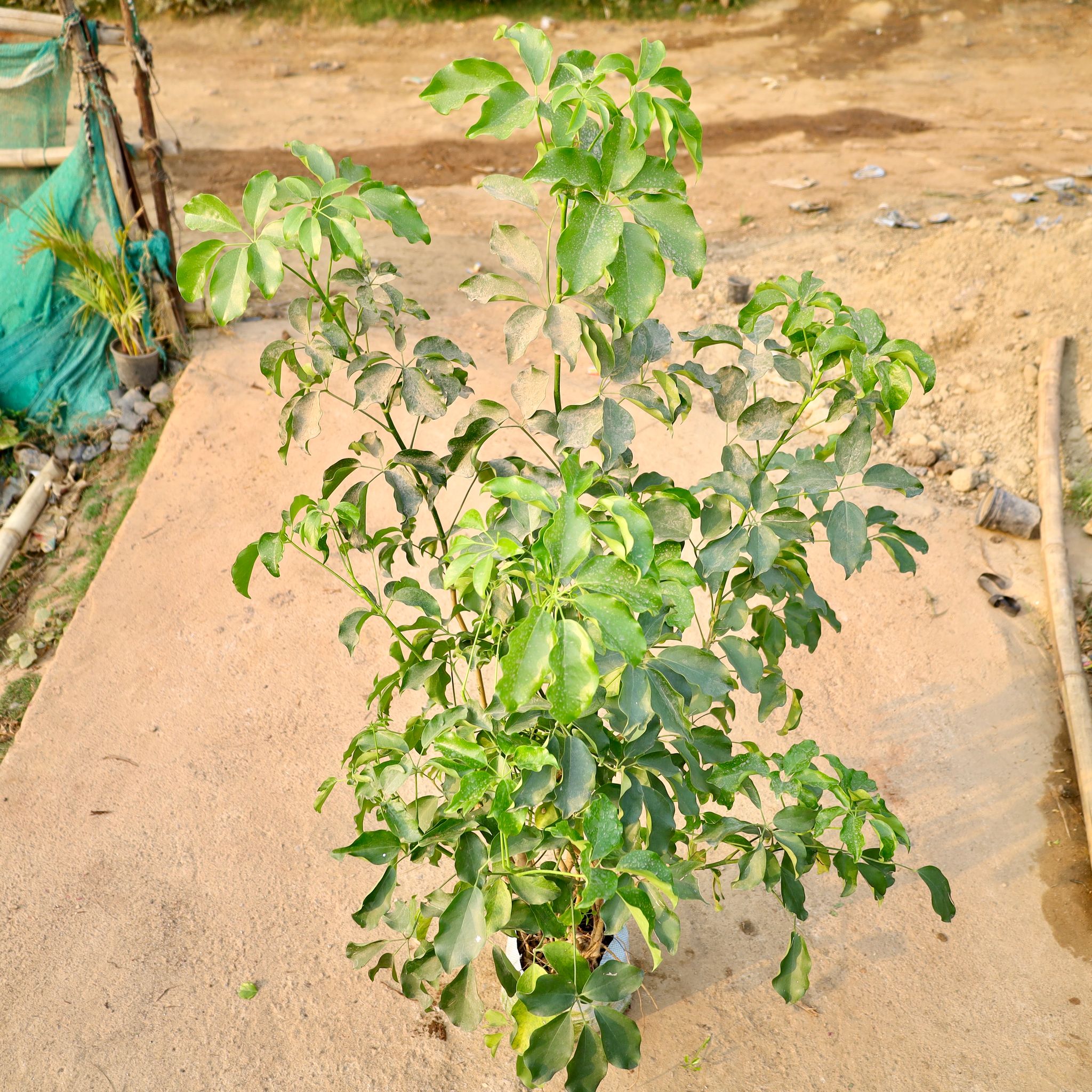 Schefflera Bonzai in 10 Inch Nursery Bag