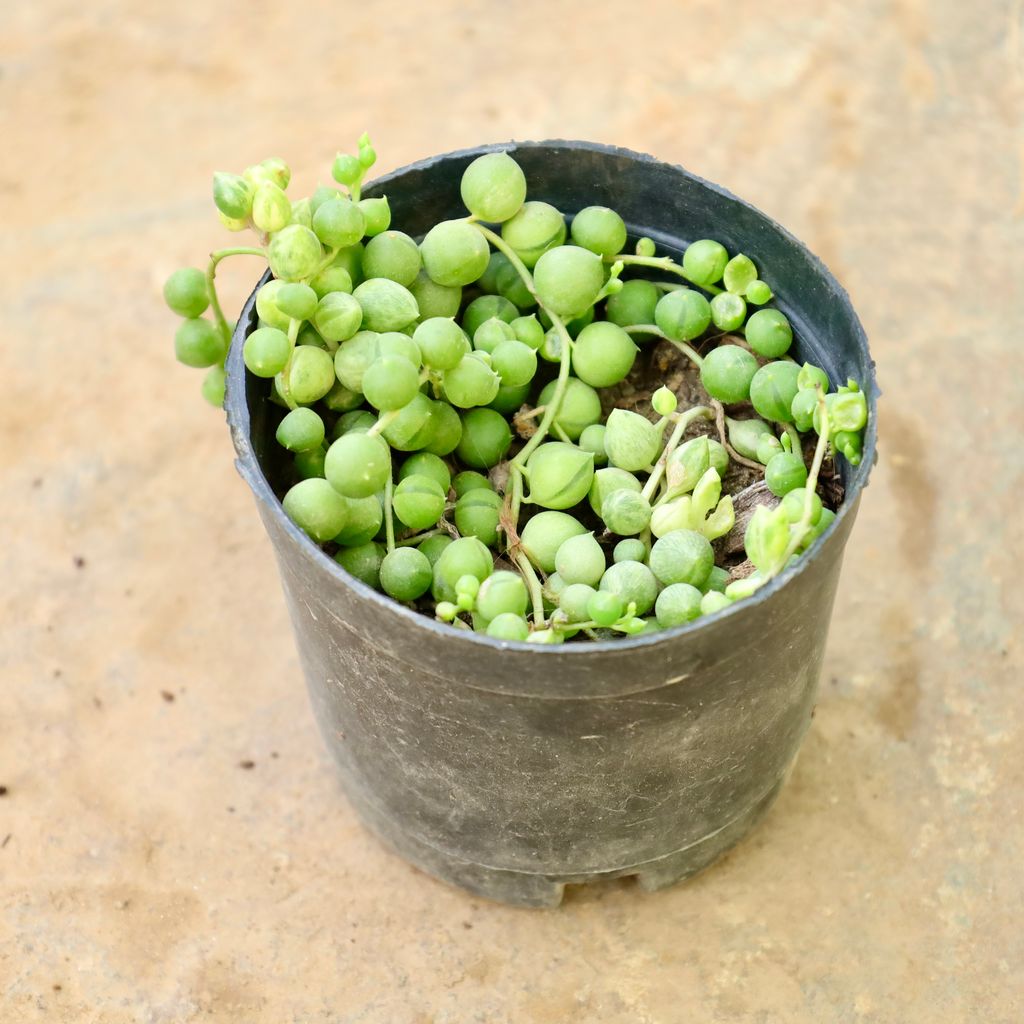 Buy String Of Pearls in 4 Inch Nursery Pot Online | Urvann.com String Of Pearls in 4 Inch Nursery Pot