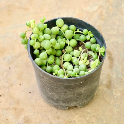 Buy String Of Pearls in 4 Inch Nursery Pot Online | Urvann.com