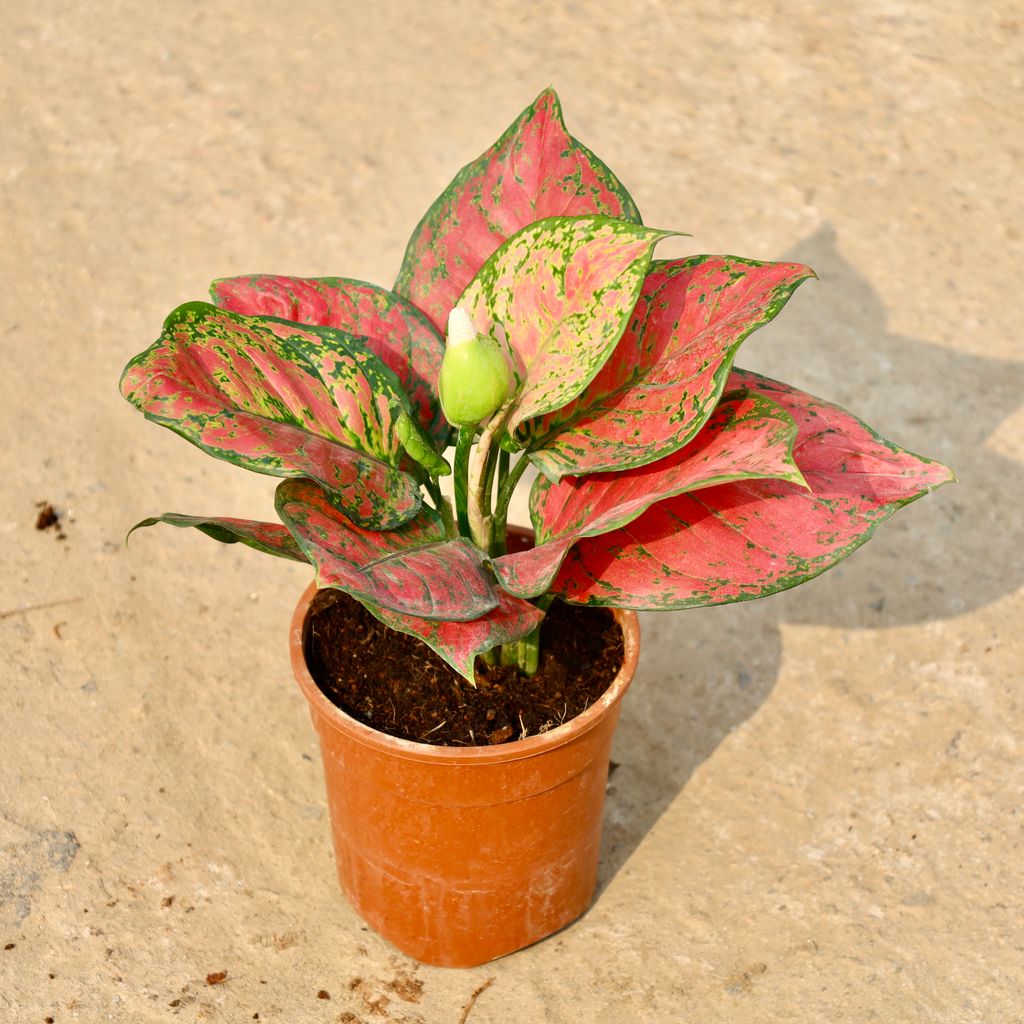 Aglaonema Red in 5 Inch Nursery Pot