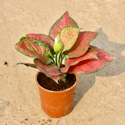 Buy Aglaonema Red in 5 Inch Nursery Pot Online | Urvann.com