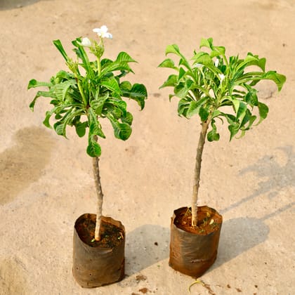 Buy Set of 2 - Naag Champa / Plumeria Pudica in 8 Inch Nursery Bag Online | Urvann.com