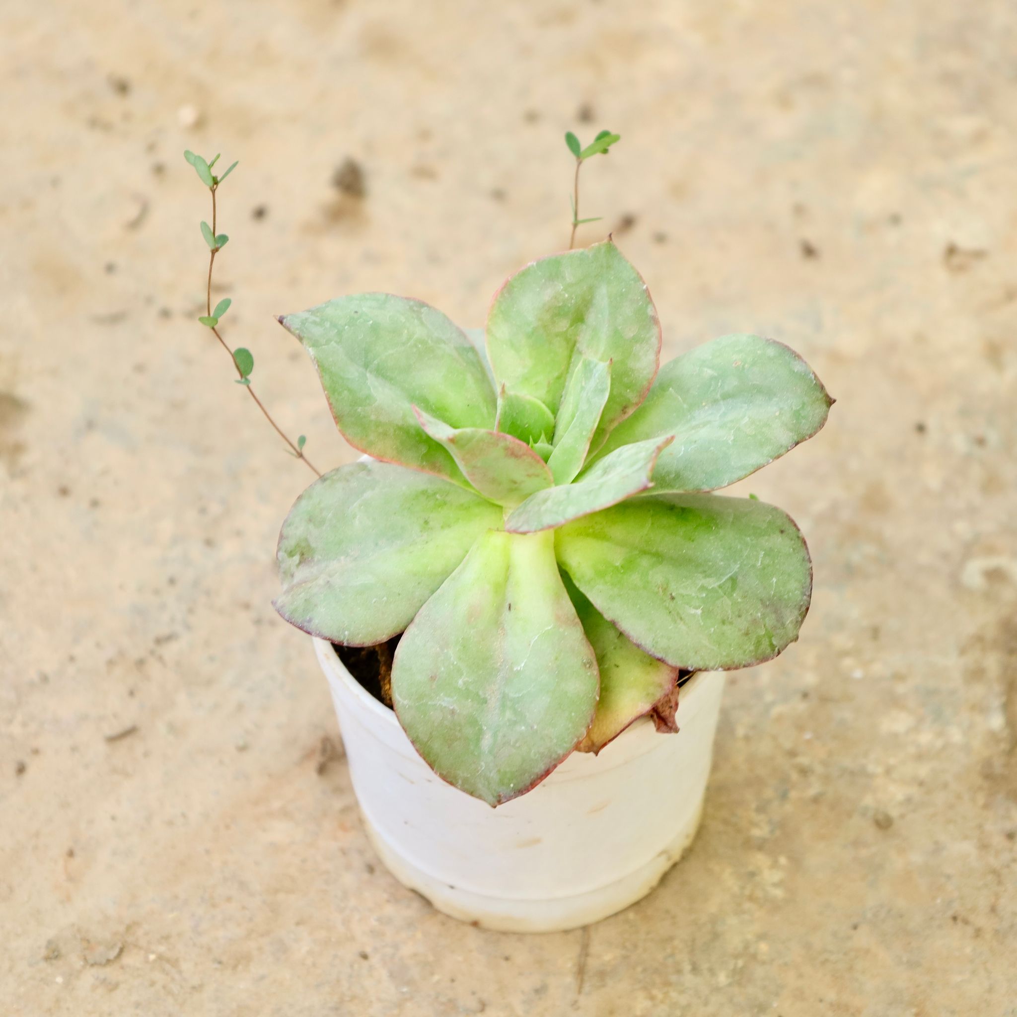 Echeveria Green Spoon Succulent in 4 Inch Nursery Pot