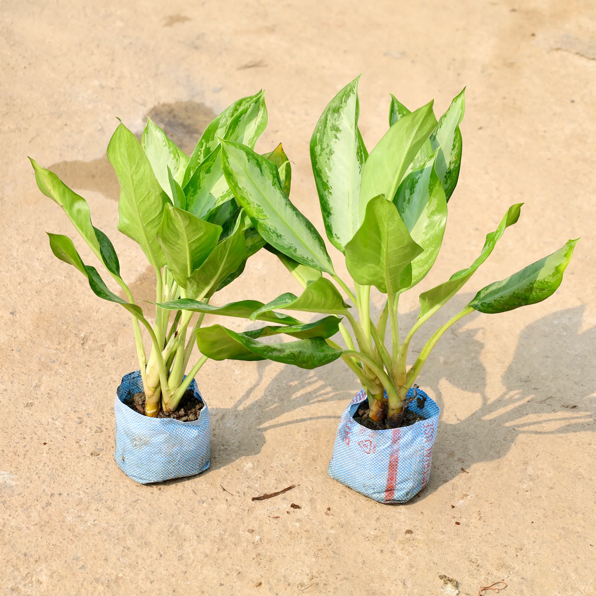 Set of 2 - Aglaonema Silver Queen in 8 Inch Nursery Bag