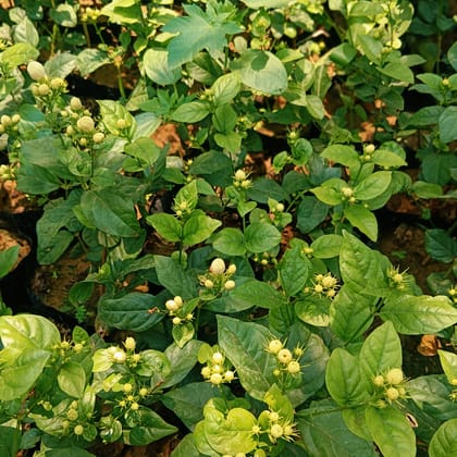 Mogra / Jasmine Double pune variety in 5 Inch Nursery Bag
