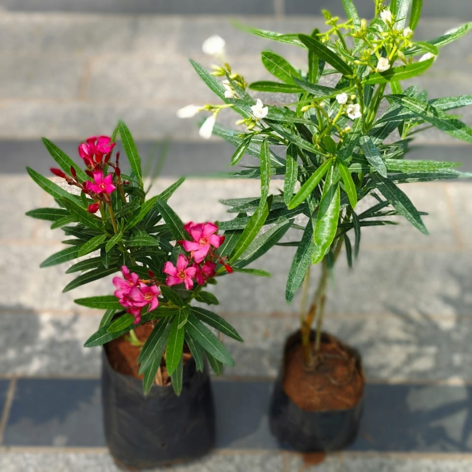 Buy Set of 2 - Kaner / Oleander (Pink & White) in 4 Inch Nursery Bag Online | Urvann.com Set of 2 - Kaner / Oleander (Pink & White) in 4 Inch Nursery Bag