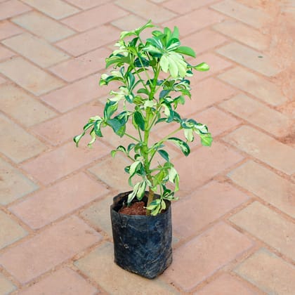 Buy Schefflera Variegated in 6 Inch Nursery Bag Online | Urvann.com