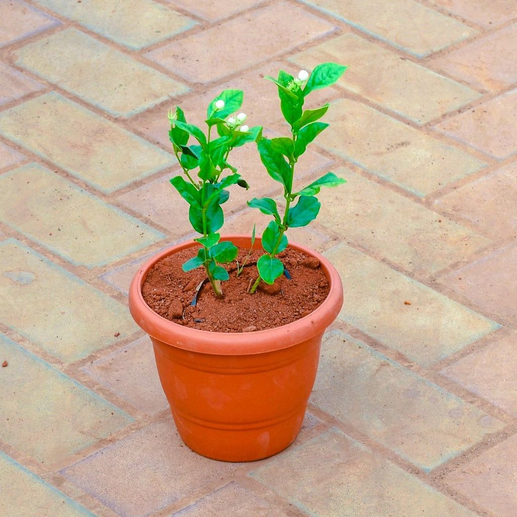 Jasmine in 7 Inch Classy Red Plastic Pot Jasmine in 7 Inch Classy Red Plastic Pot