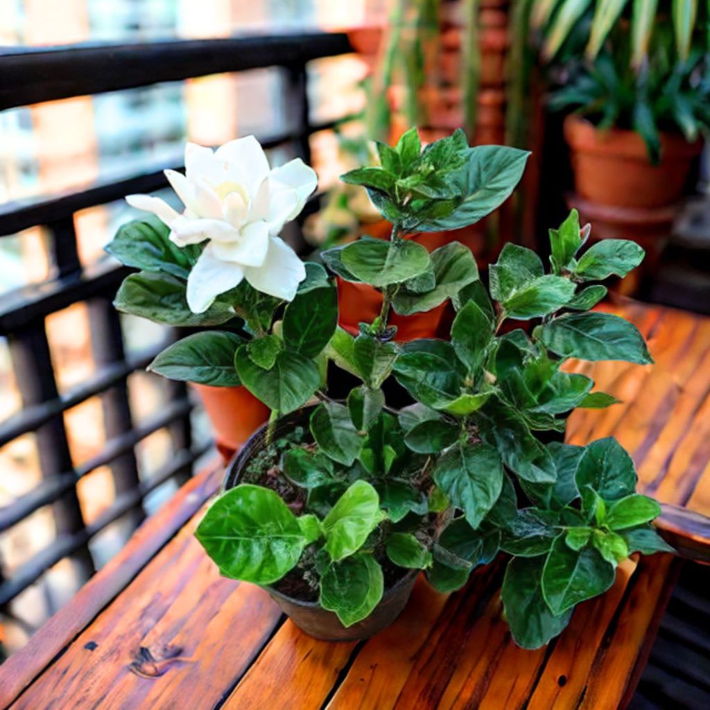 Gardenia / Gandhraaj (any colour) in 5 Inch Nursery Pot