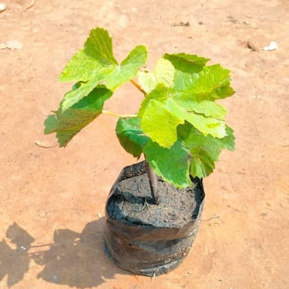 Grapes Plant in 4 Inch Nursery Bag