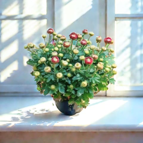 Chrysanthemum / Guldaudi (any colour) in 4 Inch Nursery Pot