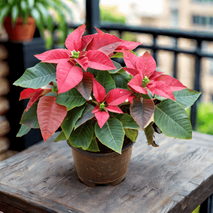 Poinsettia Flower Red in 5 Inch Nursery Pot