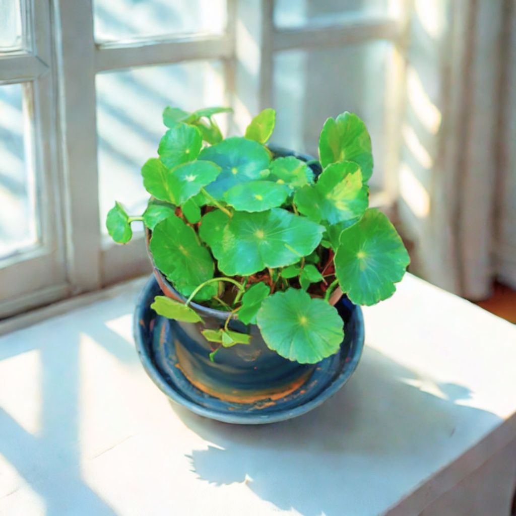 Brahmi Dollar / Pennywort / Coin Plant in 4 Inch Nursery Pot With Tray Brahmi Dollar / Pennywort / Coin Plant in 4 Inch Nursery Pot With Tray