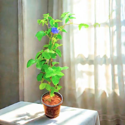 Aparajita (any colour) in 4 Inch Nursery Pot