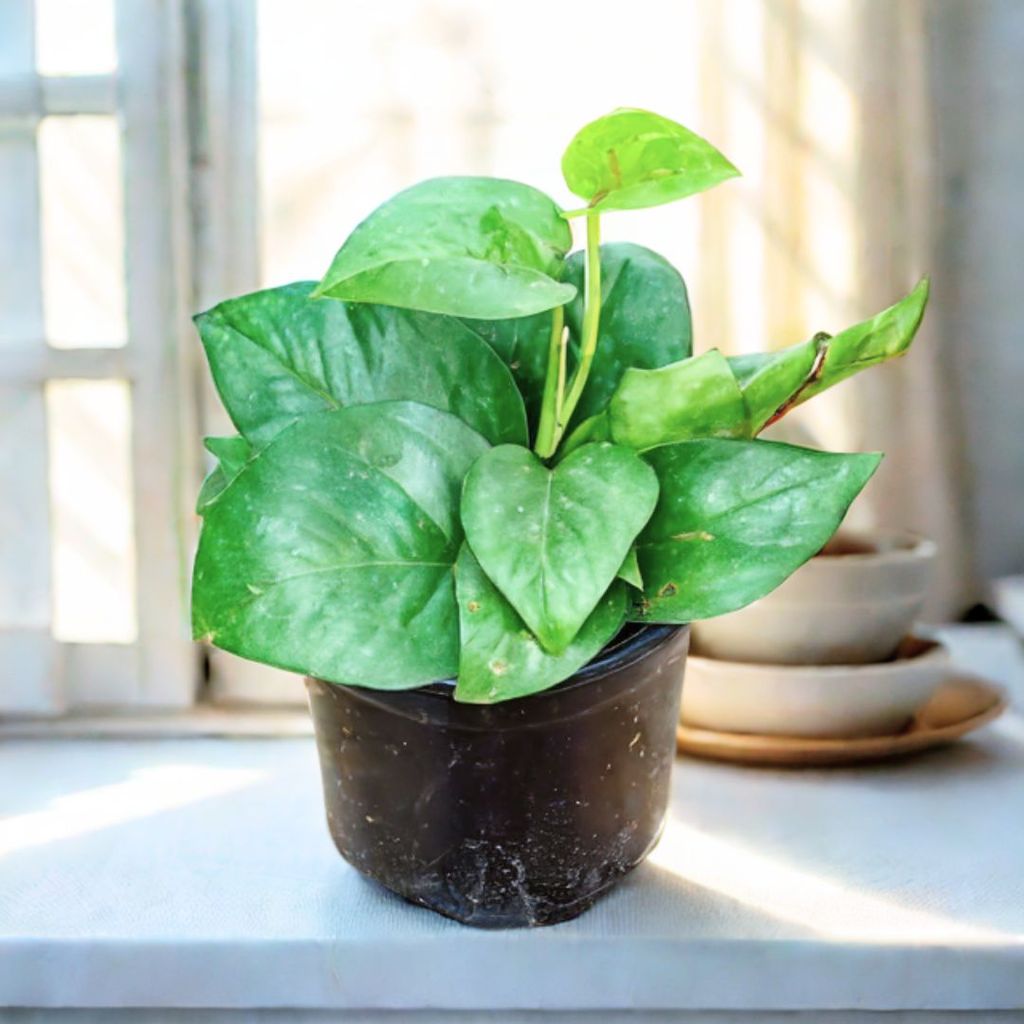 Money Plant Green in 4 Inch Nursery Pot Money Plant Green in 4 Inch Nursery Pot
