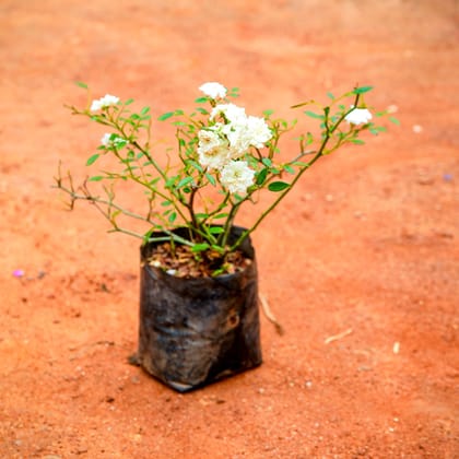 Rose White in 7 Inch Nursery Bag