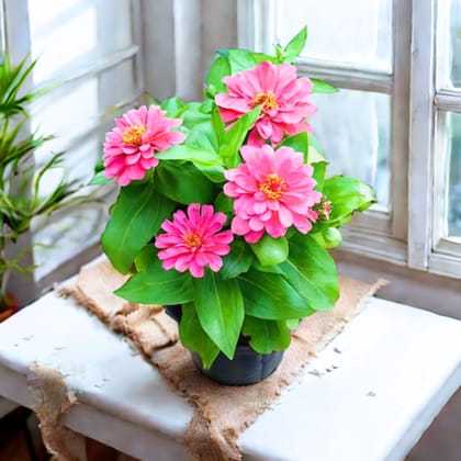 Zinnia (any colour ) in 5 Inch Nursery Pot