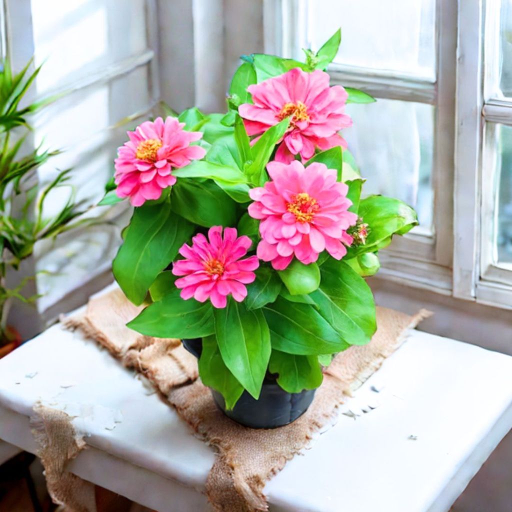 Zinnia (any colour ) in 5 Inch Nursery Pot Zinnia (any colour ) in 5 Inch Nursery Pot