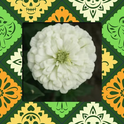 Free Gift - Zinnia White Seeds  - Excellent Germination Summer Seeds - Flash Sale