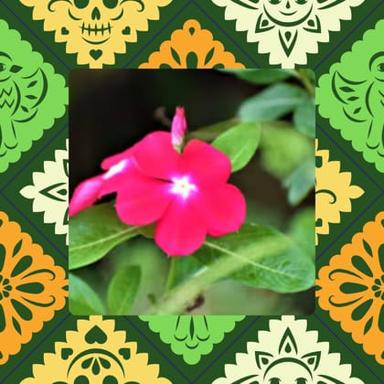 Free Gift - Vinca Pink & White Seeds - Excellent Germination - Flash Sale