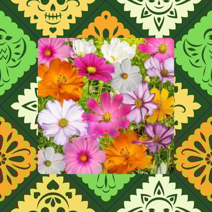 Free Gift - Cosmos Mixed Flower Seeds - Excellent Germination - Flash Sale
