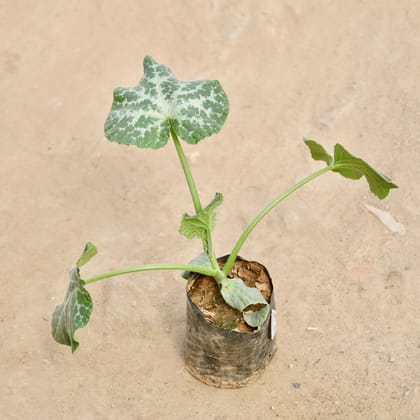 Buy Pumpkin kaddu bel in 4 Inch Nursery Bag Online | Urvann.com