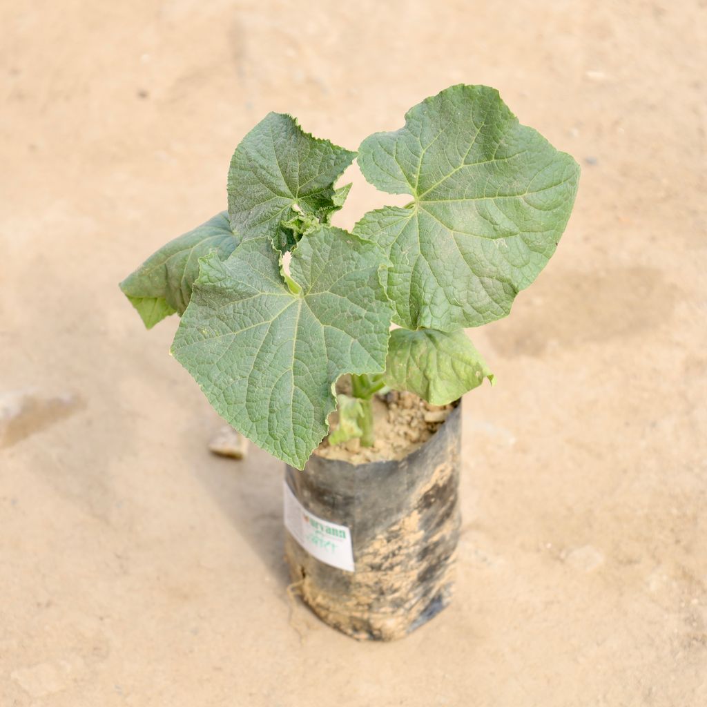 Buy Bhindi / Lady Finger / Okra in 4 Inch Nursery Bag Online | Urvann.com Bhindi / Lady Finger / Okra in 4 Inch Nursery Bag
