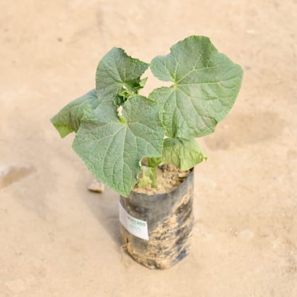Buy Bhindi / Lady Finger / Okra in 4 Inch Nursery Bag Online | Urvann.com