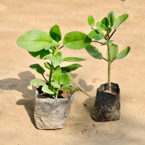 Set of 2 - Patharchatta / Kalanchoe Pinnata in 4 Inch Nursery Bag