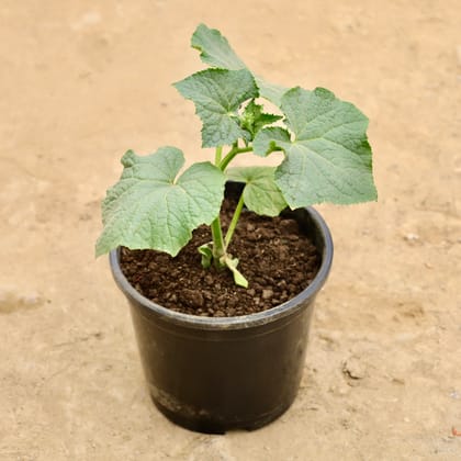 Buy Bhindi / Lady Finger / Okra in 6 Inch Nursery Pot Online | Urvann.com